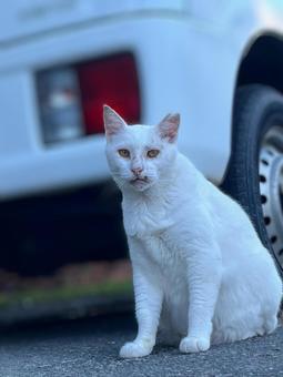 ねこ のらねこ ねこ のらねこの写真