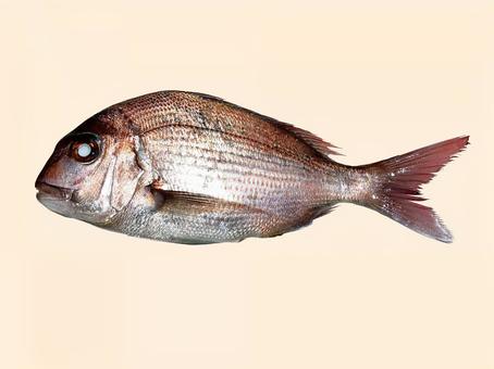 鯛 鯛,魚類,魚の写真素材