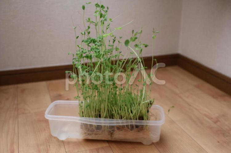 豆苗　再成　水耕栽培 豆苗,野菜,栽培の写真素材