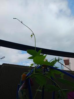 朝顔 朝顔 植物,朝顔,成長の写真素材