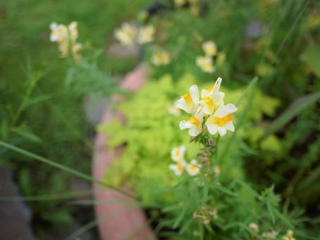黄色い花 黄色い花の写真
