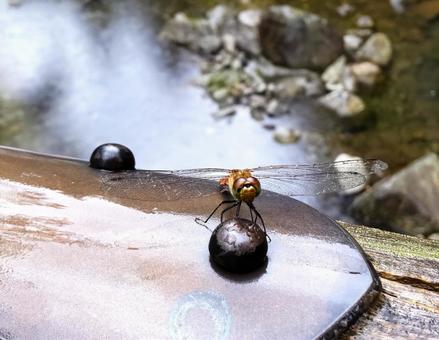 Dragonfly, JPG