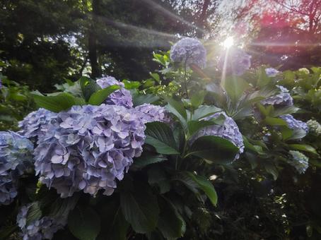 光とアジサイ（紫陽花）の写真