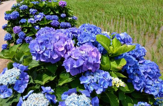紫陽花まつり2025 紫陽花まつり2025の写真