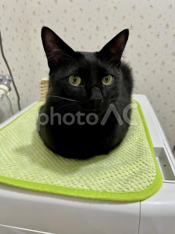 洗濯機の上のロンちゃん ねこ,かわいい,ペットの写真素材