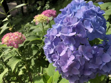あじさい 紫 あじさい 紫 あじさい,紫陽花,梅雨の写真素材