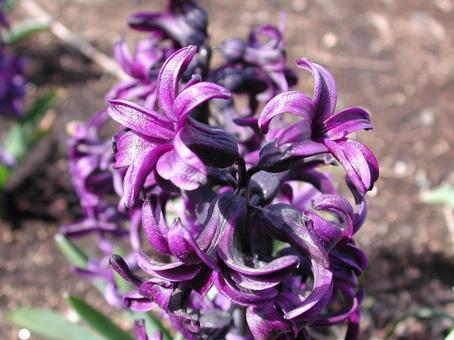 Hyacinth hyacinth, JPG
