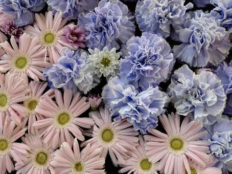 花 花 きれい,キレイ,鮮やかの写真素材
