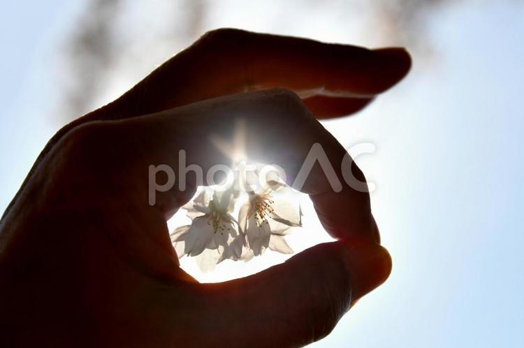 桜の季節 桜,春,春素材の写真素材