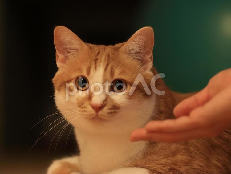 こちらを見つめる茶トラ白猫 猫,ねこ,ネコの写真素材