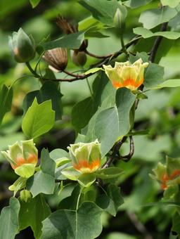 ユリノキ・百合の木　咲く風景 自然,ユリノキ,素材の写真素材