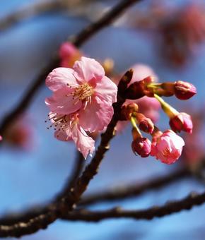 Photo, kawazu cherry tree, flower, pink, 