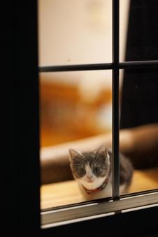 窓辺の子猫 窓辺の子猫の写真