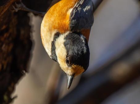ヤマガラのアップ ヤマガラのアップの写真