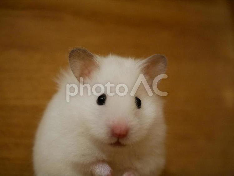 散歩中の長毛ハムスター 長毛ハムスター,白いハムスター,白のハムスターの写真素材