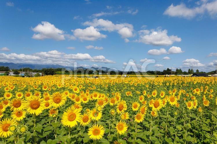 太陽の花明るい気持ちになる向日葵 ひまわり,空,きいろの写真素材