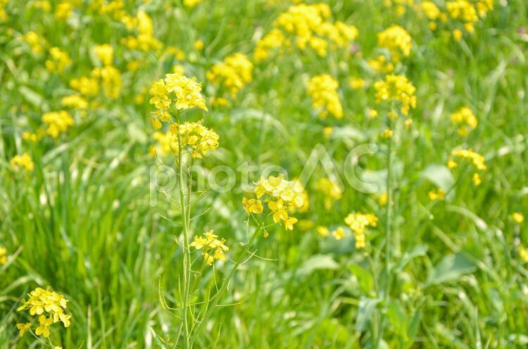 菜の花　黄色の花　野の花 花,黄色の花,春の花の写真素材