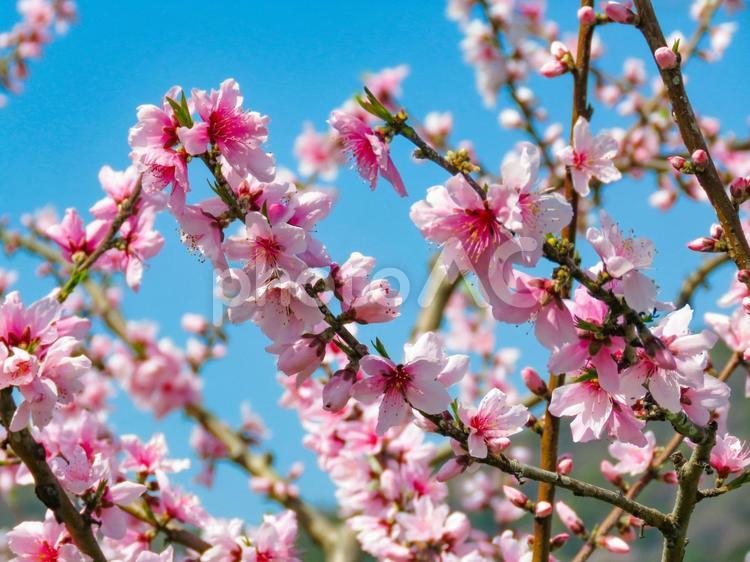 春イメージ〜満開の桃の花 春イメージ,桃,ももの写真素材