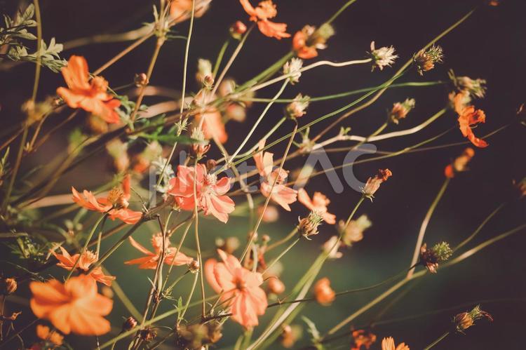 秋の夕日に照らされるコスモス コスモス,花,植物の写真素材