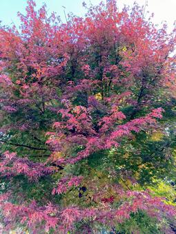Photo, autumn leaves, maple, autumn, 