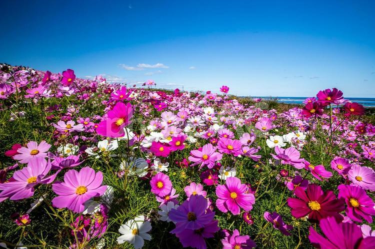 ひたち海浜公園　コスモス畑 コスモス,花,国営ひたち海浜公園の写真素材