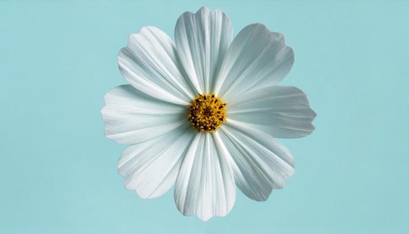 一輪のコスモスの花 一輪のコスモスの花の写真