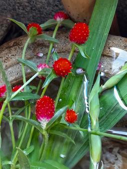 Red amaranth soaking in water in a pot, thousands of red, sennichiko, red, JPG