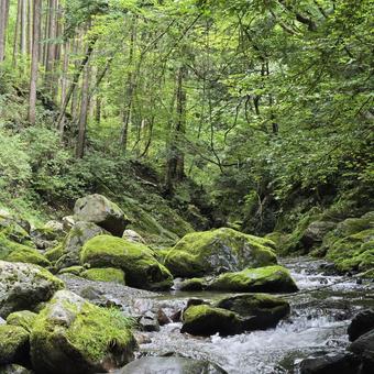 沢 沢 沢,沢歩き,沢登の写真素材