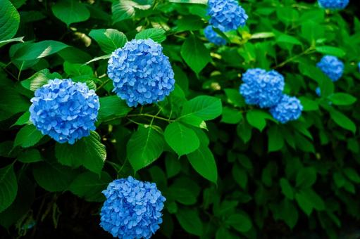 紫陽花 紫陽花の写真