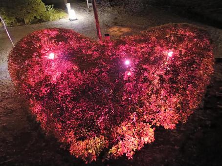 ライトアップされたハートの植木 ハート,植木,植え込みの写真素材