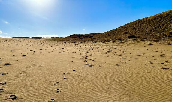 鳥取砂丘 鳥取,鳥取砂丘,鳥取県の写真素材