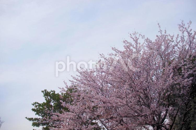 川沿いの桜並木 桜並木,川,桜の写真素材