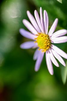 ノコンギクの写真