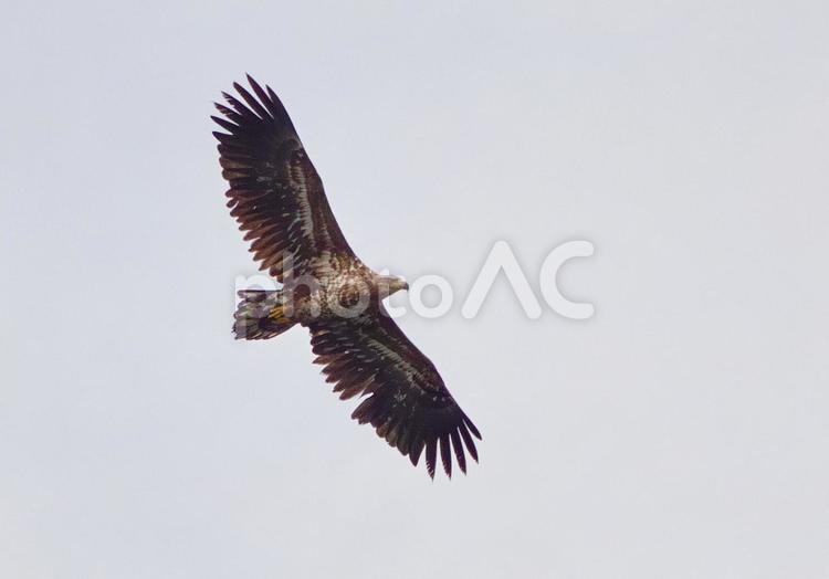釧路湿原上空を飛ぶオジロワシ オジロワシ,猛禽類,若鳥の写真素材