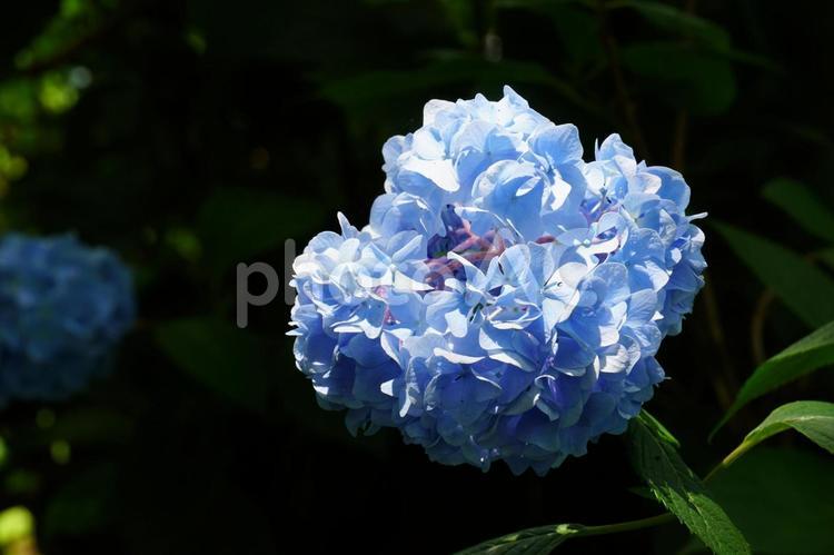 咲き誇る青い紫陽花 紫陽花,梅雨,青の写真素材