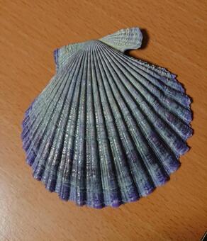 ヒオウギ ヒオウギ,貝,貝殻の写真素材