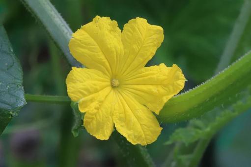 Cucumber flower, JPG