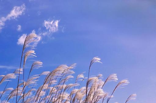 ススキの穂と青空 ススキの穂と青空 ススキ,穂,青空の写真素材