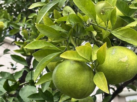 緑のミカン 緑のミカン 果物,みかん,ミカンの写真素材