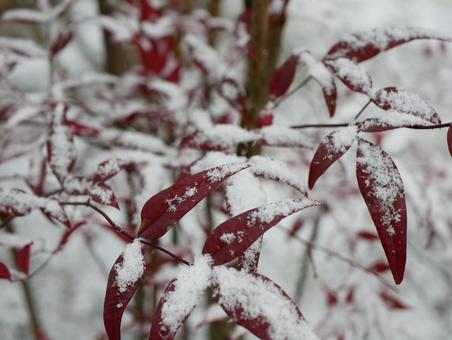 Photo, nanten, snow makeup, plant, 