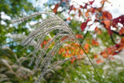 ススキと橙色の葉 秋の風景,高原,紅葉の写真素材
