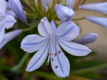 アガパンサスのアップ アガパンサス,花,flowerの写真素材