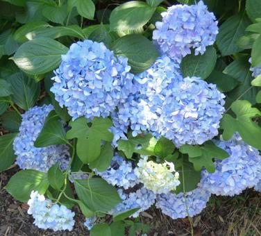 紫陽花007 紫陽花007の写真