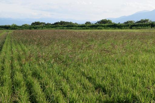 強害雑草 ケイヌビエ 強害雑草 ケイヌビエの写真