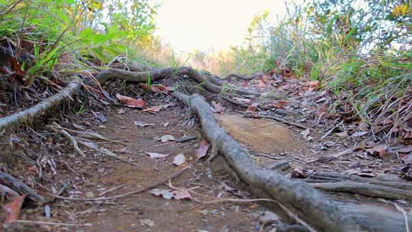 山のトレイルと木の根っこ ハイキング,山,トレイルの写真素材