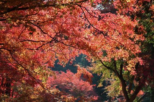 紅葉 紅葉の写真