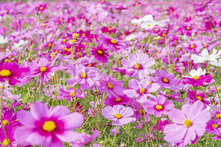 コスモス　秋イメージ コスモス,秋桜,花の写真素材