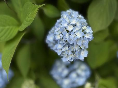 Light blue hydrangeas bloom, JPG