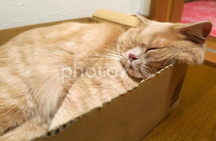 うちのネコさま　段ボール箱の中で昼寝 ネコ,猫,昼寝の写真素材