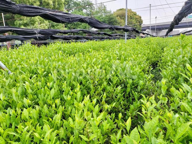 名産地、西尾の五月の茶畑 茶畑,西尾,茶葉の写真素材